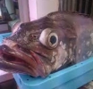 Ni Calladito Se Ve Bonito